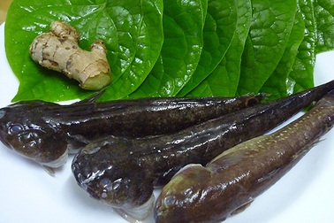 “Bắt” cá bống bớp đẻ theo ý muốn, tưởng gàn mà kiếm 5 tỷ đồng/năm