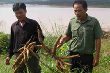 “Đầu ra” cây sắn không ảnh hưởng vì vụ Vedan