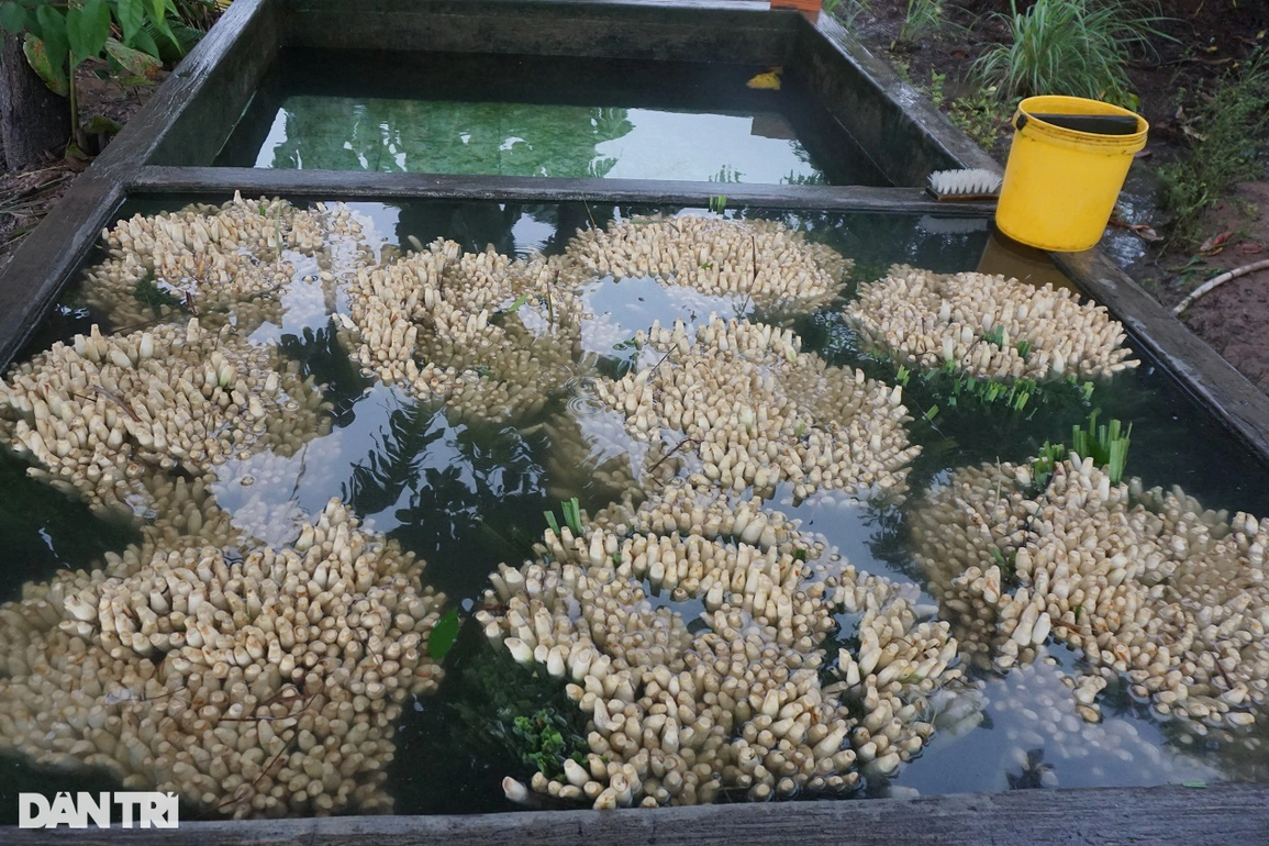 Nông dân khấm khá nhờ trồng sả trên đất nhiễm mặn lãi gấp 5 cấy lúa - 4 Nông dân khấm khá nhờ trồng sả trên đất nhiễm mặn lãi gấp 5 cấy lúa - 4