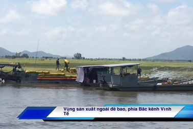 Vỡ bờ bao vì lũ lên cao, hàng trăm ha lúa bị thiệt hại ở An Giang