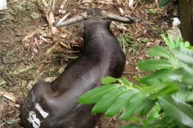 Xử lý trâu chọi húc chủ để lấy mẫu kiểm tra chất kích thích