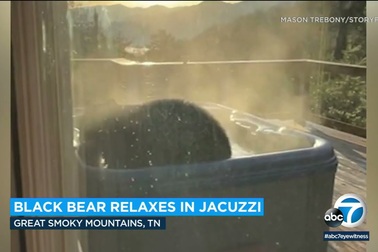 Video gấu trèo vào thư giãn trong bồn tắm của người