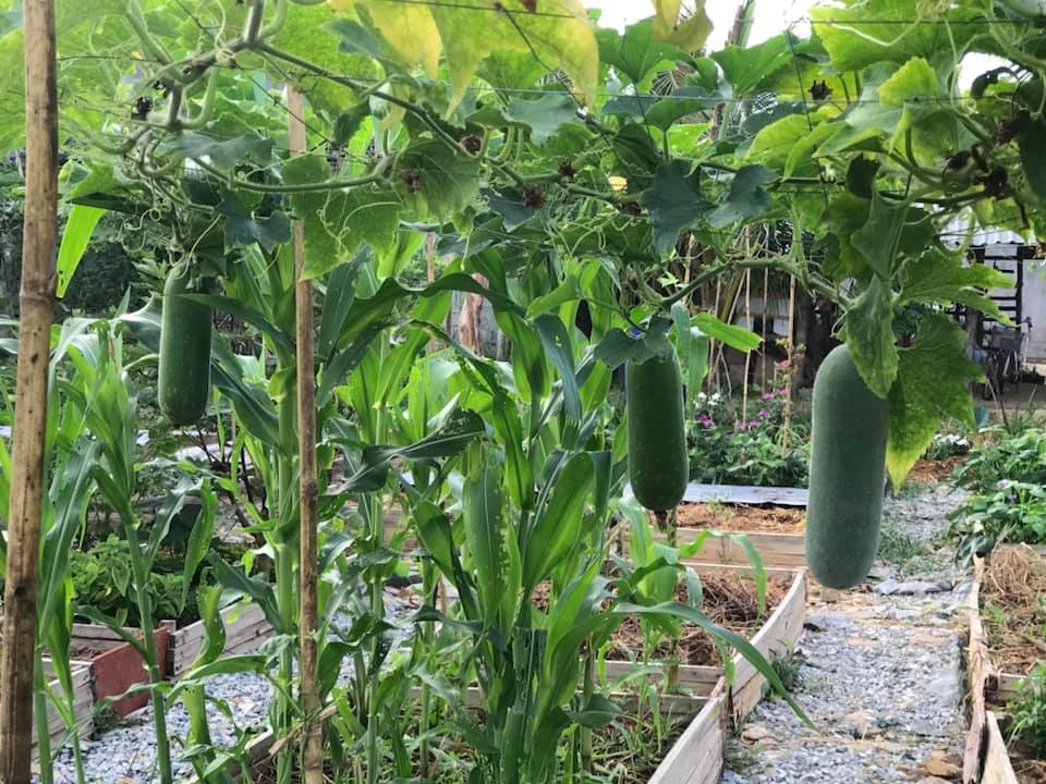Gia đình Hà Nội về quê làm 5.000m2 ruộng vườn: Những “nỗi khổ” chưa kể - 5 Gia đình Hà Nội về quê làm 5.000m2 ruộng vườn: Những “nỗi khổ” chưa kể - 5