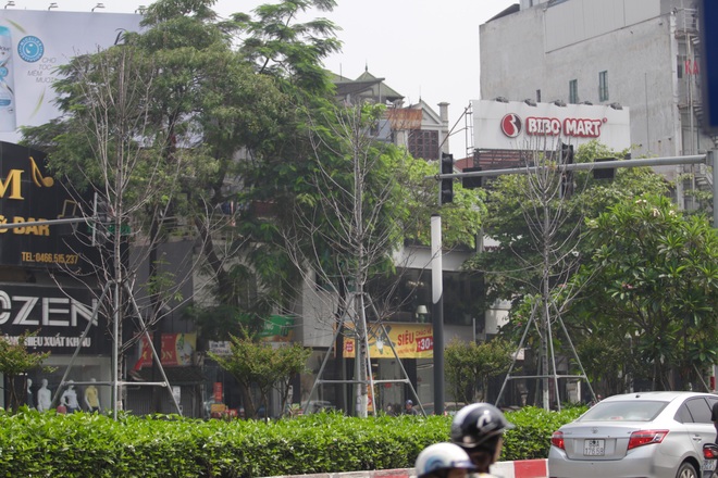 Nắng nóng thiêu đốt hàng trăm cây phong lá đỏ sống như chết khô - 6 Nắng nóng thiêu đốt hàng trăm cây phong lá đỏ sống như chết khô - 6