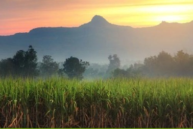 Sản xuất điện từ chất thải cây trồng là bã mía