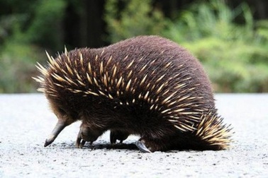 10 động vật có nguy cơ bị tuyệt chủng cao nhất