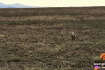 Vừa chào đời, linh dương con và báo con đã bị cuốn vào trận chiến sinh tử