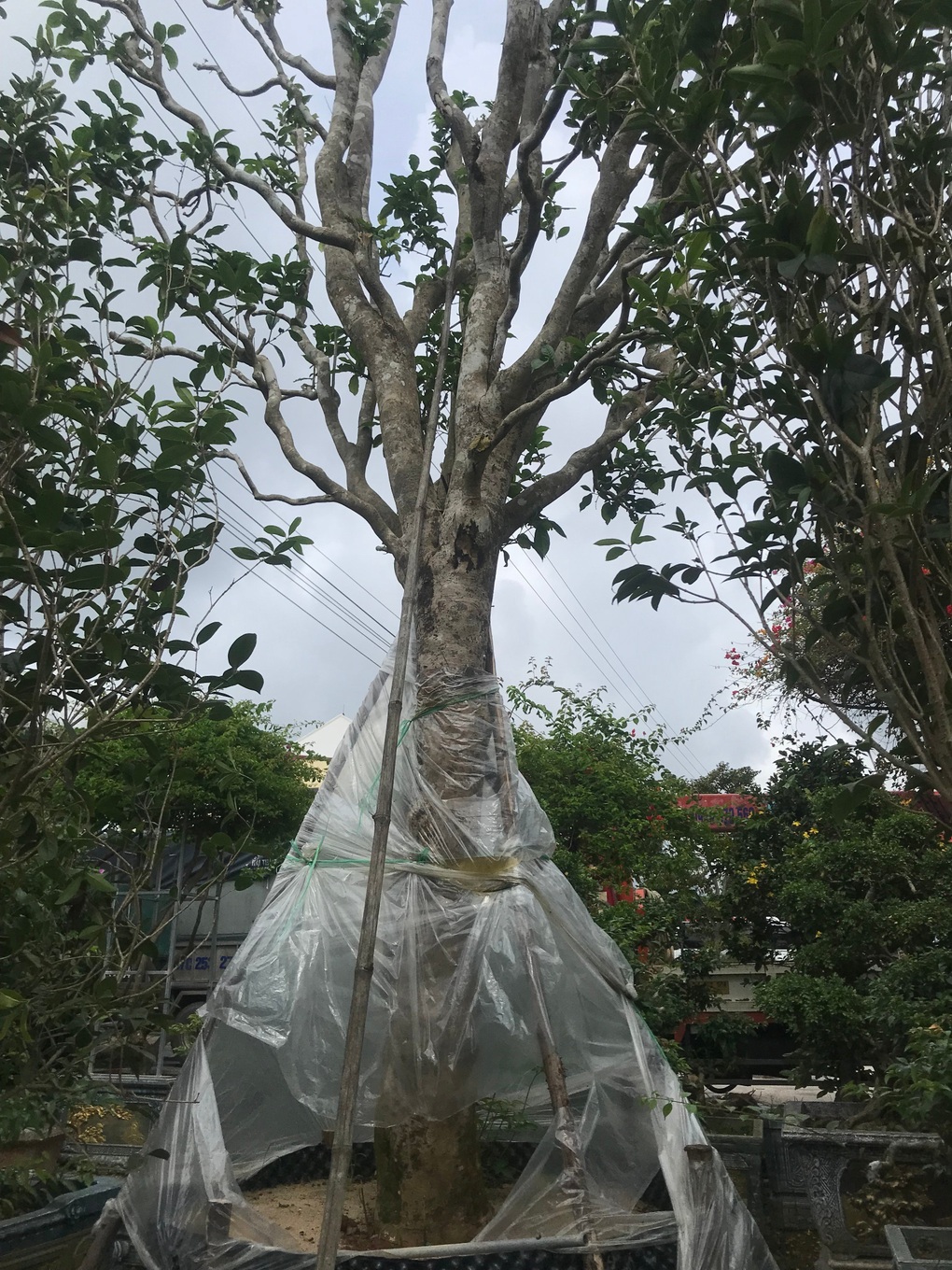 Loại cây lá chát thường dùng để uống trở thành cây cảnh được săn lùng - 3