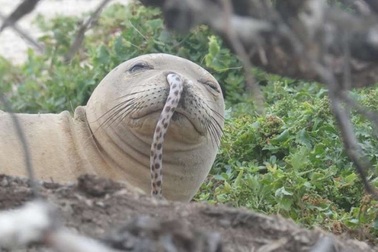 Ngạc nhiên cảnh hi hữu lươn chui vào… mũi hải cẩu