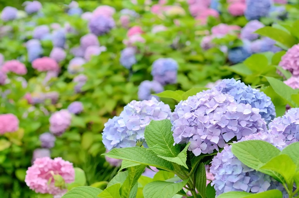 Những vườn hoa cẩm tú cầu đẹp như tranh vẽ gần Thủ đô Tokyo - 6 Những vườn hoa cẩm tú cầu đẹp như tranh vẽ gần Thủ đô Tokyo - 6