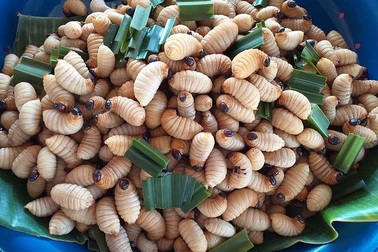 Loạt đặc sản con "nhung nhúc, béo tròn", khách vừa ăn vừa sợ