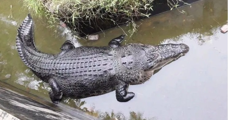 Bắt được quái thú cá sấu khổng lồ dài 8m ăn thịt ngư dân - 2