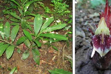 Phát hiện một loài gừng mới ở Quảng Ngãi