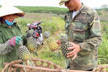 Nghỉ 30.4, lên đồi xem nông dân xứ Nghệ thu cả mùa dứa chín vàng