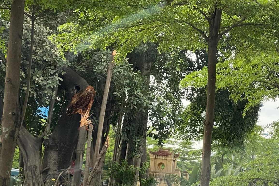 Cây đa trăm tuổi được bảo tồn khi làm đường nghìn tỷ bất ngờ gãy nhánh lớn - 3 Cây đa trăm tuổi được bảo tồn khi làm đường nghìn tỷ bất ngờ gãy nhánh lớn - 3