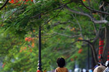 Chùm ảnh: Hoa phượng rực phố