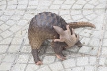 Người dân ở Cà Mau giao nộp 2 con tê tê quý hiếm