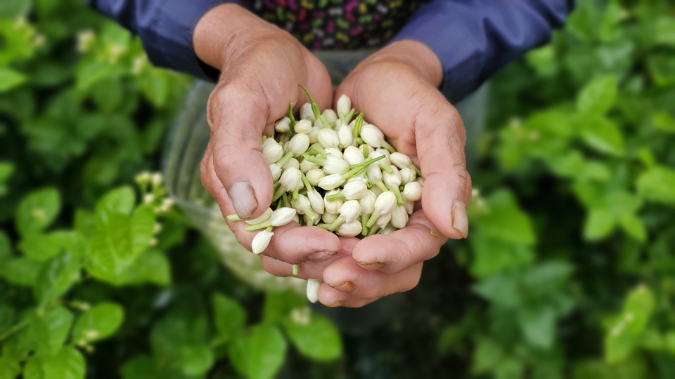 Thu hàng chục triệu đồng/vụ từ thứ hoa chẳng thơm cũng thể... - 5 Thu hàng chục triệu đồng/vụ từ thứ hoa chẳng thơm cũng thể... - 5