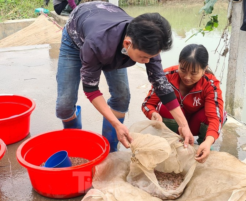 Nông dân Hải Phòng thấp thỏm lo rươi mất mùa - 3