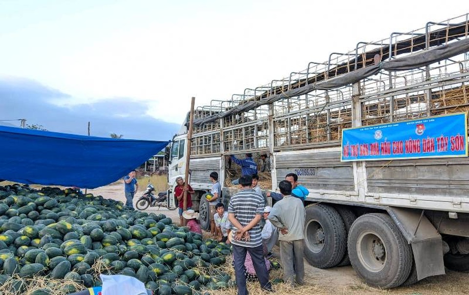Thanh niên đất võ ra tay “giải cứu” dưa tồn giúp nông dân - 1 Thanh niên đất võ ra tay “giải cứu” dưa tồn giúp nông dân - 1