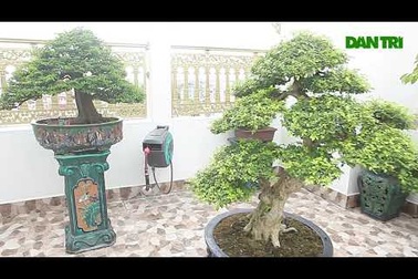Vì sao bonsai kích thước nhỏ nhưng có giá “khủng”?