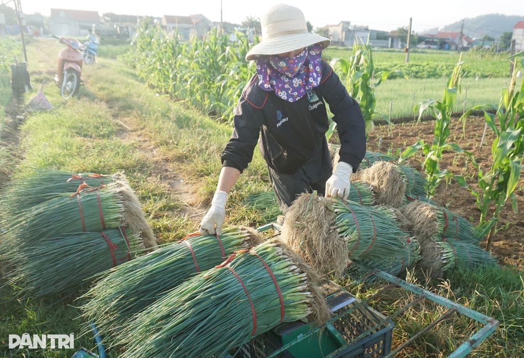 Giá tăng gấp 4, nông dân thắp đèn nhổ hành đêm, che bạt thu hoạch giữa trưa - 13