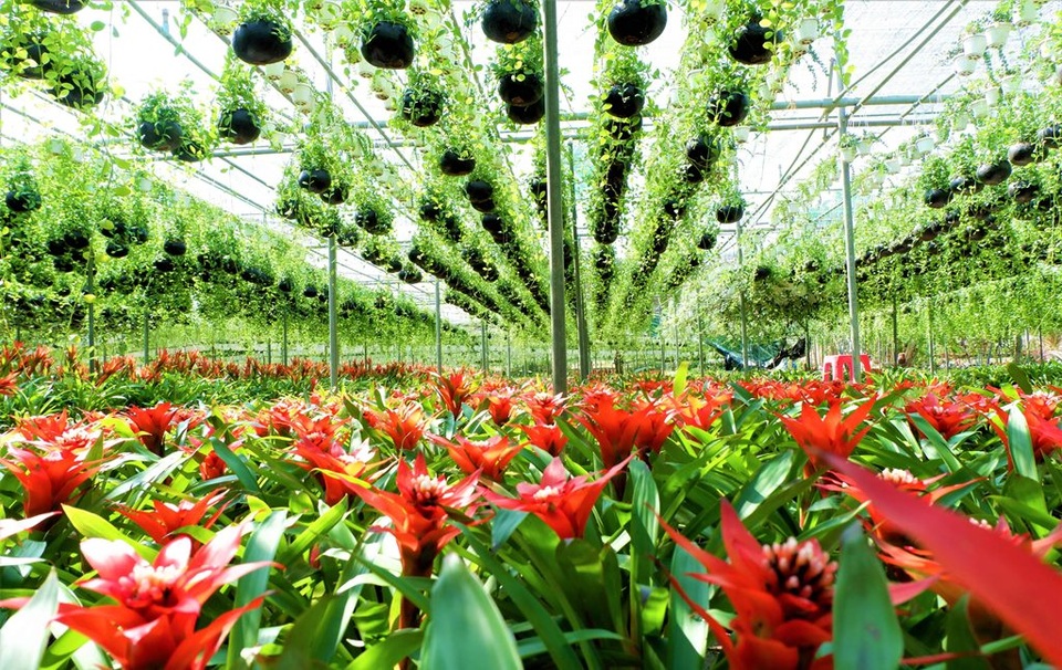 Chuyện về nữ nông dân tỷ phú làm giàu từ cây cảnh treo - 2 Chuyện về nữ nông dân tỷ phú làm giàu từ cây cảnh treo - 2