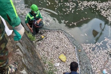 Cá chết trắng trên hào thành cổ Vinh