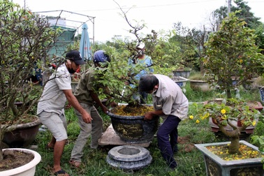 Hết Tết, nhà vườn tấp nập nhận lại mai đã bán