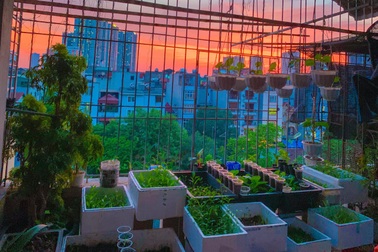 Vườn sân thượng "nhỏ mà có võ", vỏn vẹn 5m2 vẫn tràn ngập rau trái sum suê