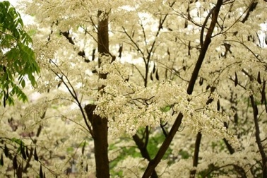 Hà Nội mùa hoa tuyết trắng