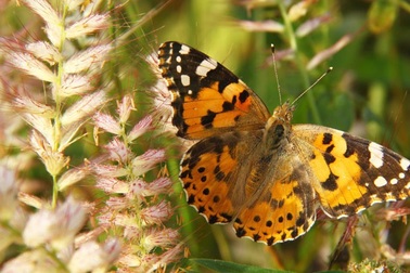 Loài bướm di cư 12.000 km mỗi năm