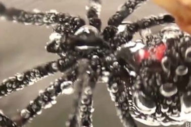 Kinh hãi nhện "góa phụ đen" bị dìm dưới nước 3 giờ vẫn sống