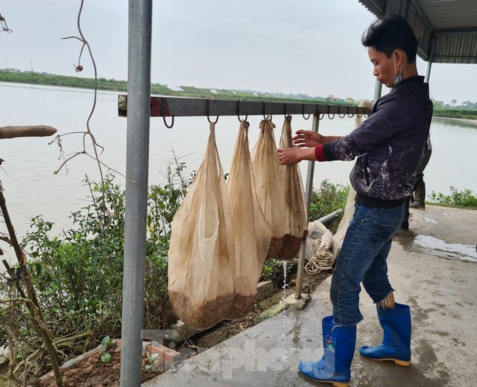 Nông dân Hải Phòng thấp thỏm lo rươi mất mùa - 6