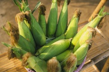 Nghề trồng và chế biến bắp nếp Hội An được công nhận nghề truyền thống