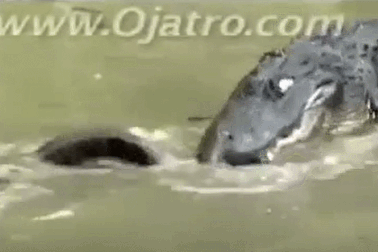 Kinh hoàng cảnh cá sấu và trăn “tử chiến” trên đầm lầy