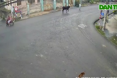 Bò "điên" húc cụ bà 78 tuổi nhập viện cấp cứu ở TPHCM