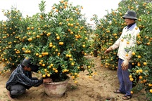 Làng quất cảnh Hội An "đỏ mắt" chờ thương lái