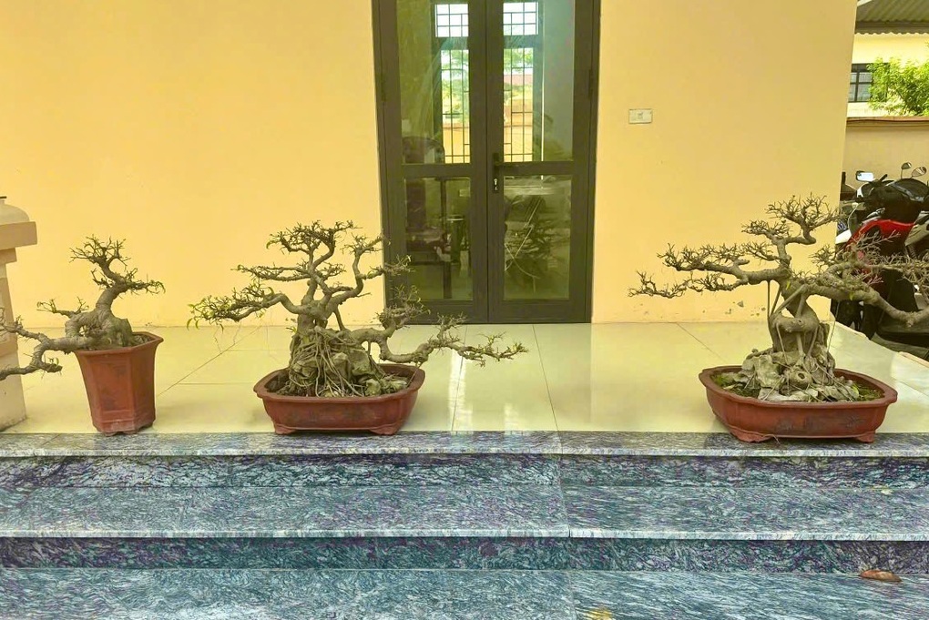 Bắt đối tượng trộm 3 cây sanh quý - 2 Bắt đối tượng trộm 3 cây sanh quý - 2