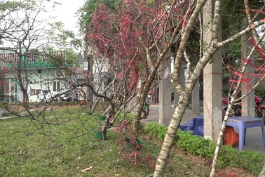 Những cành đào rừng dán tem đầu tiên xuất hiện ở Hà Nội
