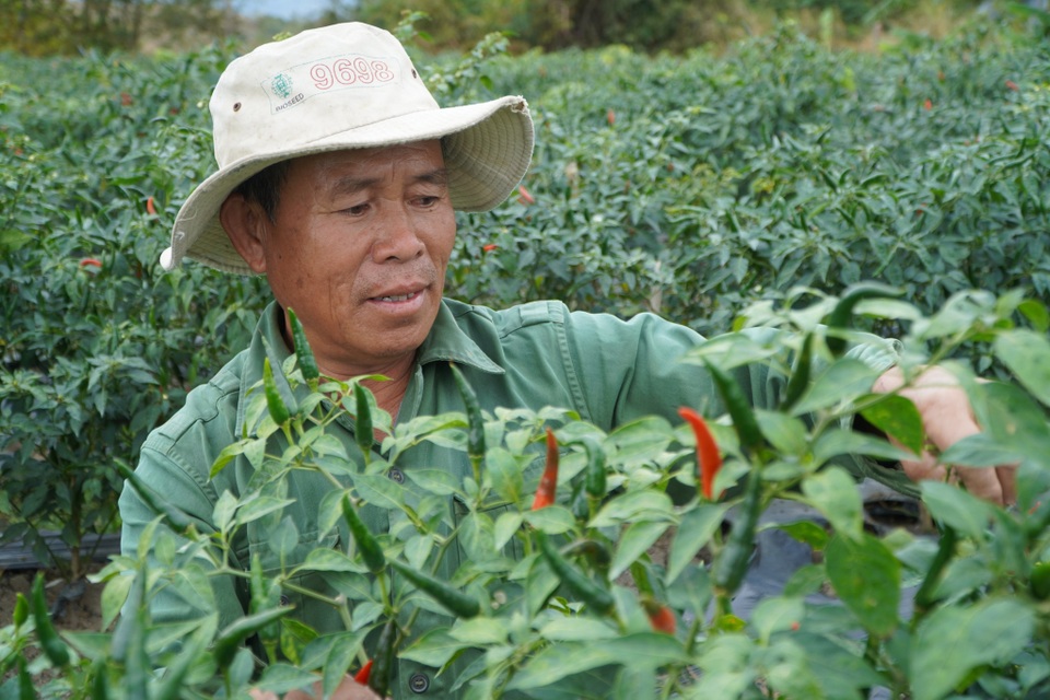 Cận Tết, người trồng ớt ở Gia Lai mừng vì... được giá, được mùa - 3 Cận Tết, người trồng ớt ở Gia Lai mừng vì... được giá, được mùa - 3