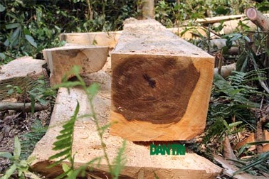 Vụ lâm tặc “đại phẫu” rừng bảo tồn: Triệu tập 11 đối tượng