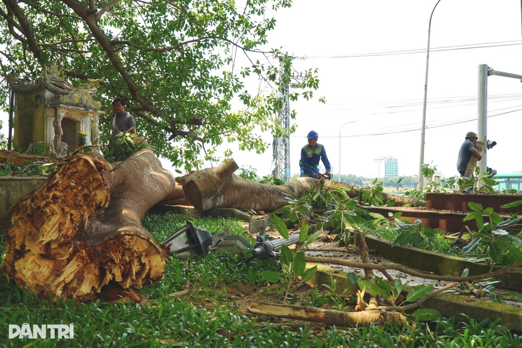 Cây đa cổ thụ gãy nhánh, nhiều người suýt gặp nạn - 1