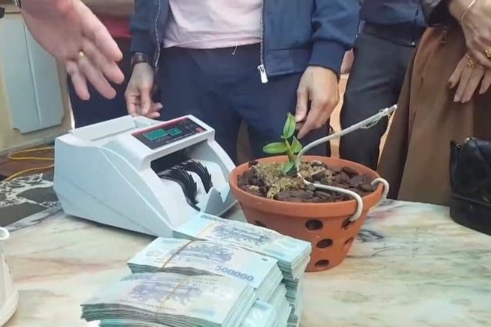 Cây lan hồng bồng lai giá hơn 1,6 tỷ đồng: Thuế và công an cùng vào cuộc - 1 Cây lan hồng bồng lai giá hơn 1,6 tỷ đồng: Thuế và công an cùng vào cuộc - 1