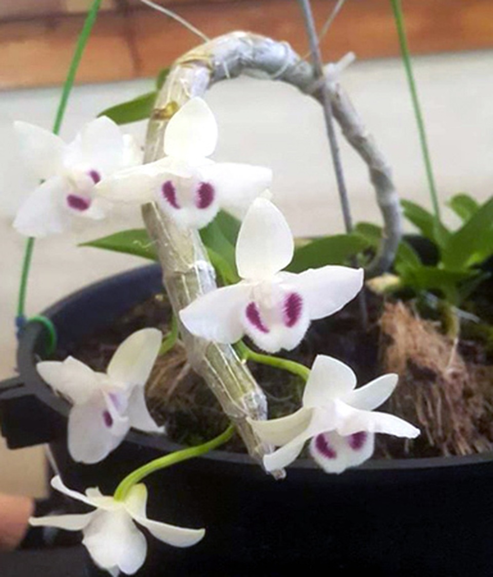 Dân chơi tiết lộ: 5 khác biệt giữa lan var Việt và lan cấy mô Đài Loan - 6 Dân chơi tiết lộ: 5 khác biệt giữa lan var Việt và lan cấy mô Đài Loan - 6