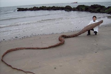 Phát hiện xác "quái vật biển" ở Nhật Bản