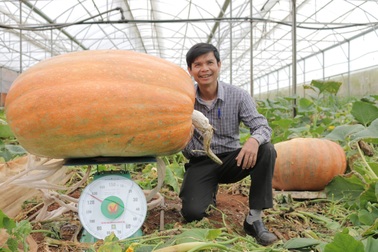 Kỳ lạ, quả bí ngô hơn 1 tạ, quả sầu riêng hơn 1 tỷ