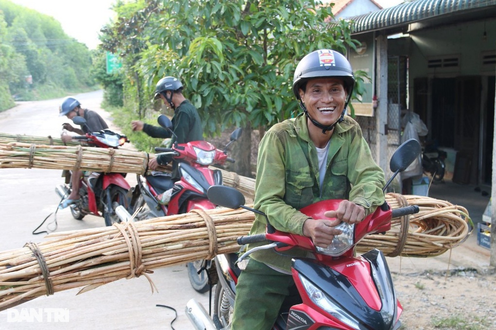 Người dân vùng cao thu cả trăm triệu đồng từ loại cây mọc hoang trong rừng - 3