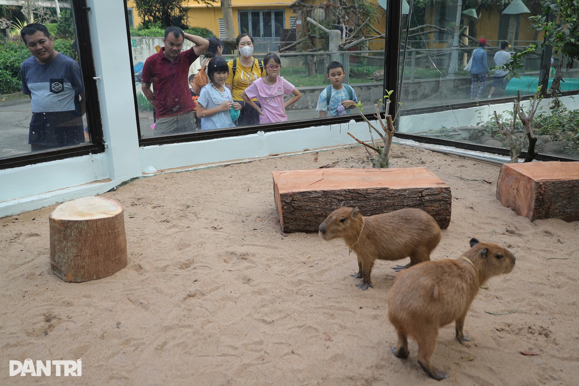 Giới trẻ thích thú khi được vuốt ve chú chuột lang nước cabybara - 8 Giới trẻ thích thú khi được vuốt ve chú chuột lang nước cabybara - 8