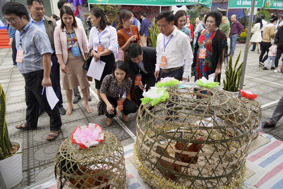 Về vùng cao Tiên Yên xem Hội thi tuyển chọn “Vua gà” - 8 Về vùng cao Tiên Yên xem Hội thi tuyển chọn “Vua gà” - 8